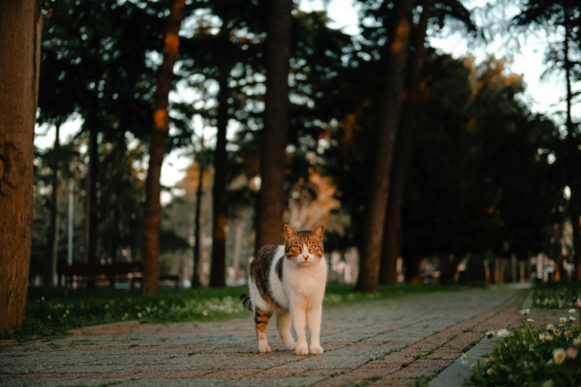 마츠카 공원의 산책로에서 카메라를 정면으로 응시하며 서 있는 귀여운 얼룩무늬 길고양이.